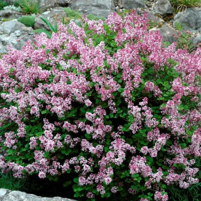 Syringa meyeri Palibin, Dvärgsyrén