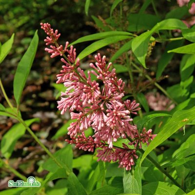 Syringa x prestoniae Coral, Prestonsyrén, 50-60 C5