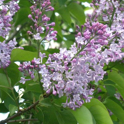 Syringa vulgaris, Syrén, Häck C1