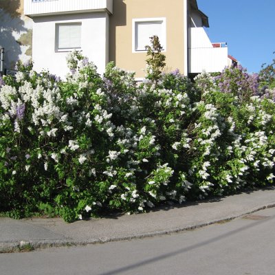 Syringa vulgaris f. alba, Vit Syrén 10-pack