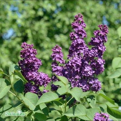 Syringa vulgaris Andenken an Ludwig Späth, Ädelsyrén, 120 stam C10