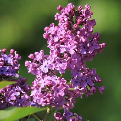 Syringa vulgaris Andenken an Ludwig Späth, Ädelsyrén, 30-50 5-8gr C5