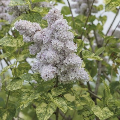 Syringa vulgaris Aucubaefolia, Syrén