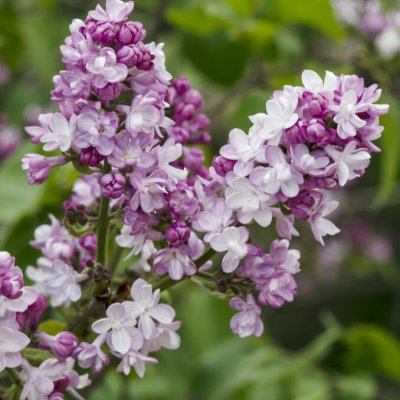 Syringa vulgaris Belle de Nancy