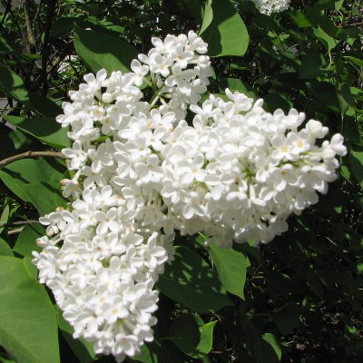 Syringa vulgaris f. alba, Vit Syren