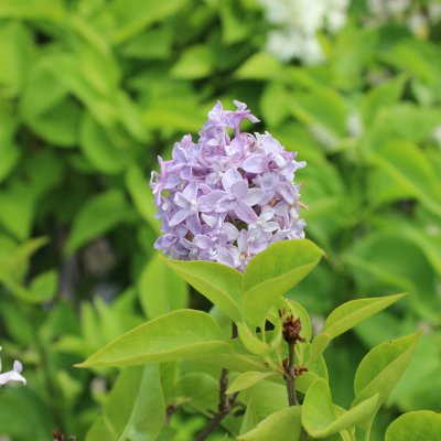 Syringa vulgaris Nadezhda, Ädelsyrén, 30-50 5-8gr C5