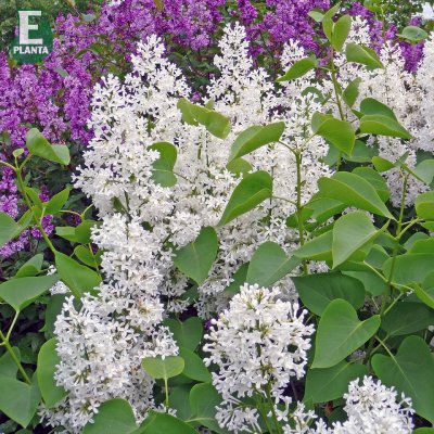 Syringa vulgaris f. alba Fk Veberöd E, Vit Syren, busk C5