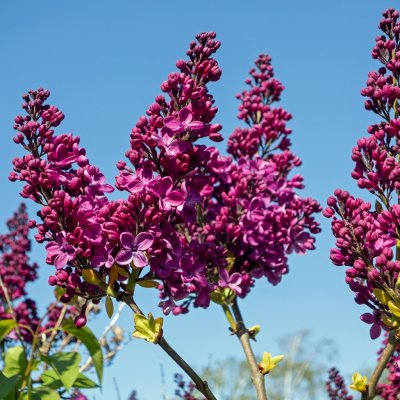 Syringa vulgaris Znamya Lenina, Ädelsyrén, 50-70 3-5gr C5