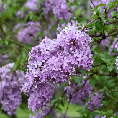 Syringa chinensis Saugeana, Parksyren