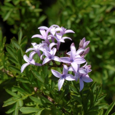 Syringa x laciniata (persica Laciniata), Jasminsyrén, 40-50 C4