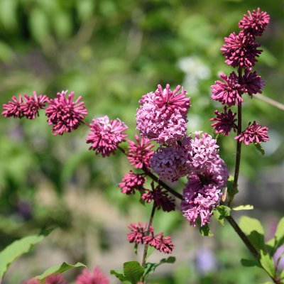 Syringa x prestoniae Miss Canada, Prestonsyrén, 50-60 C5
