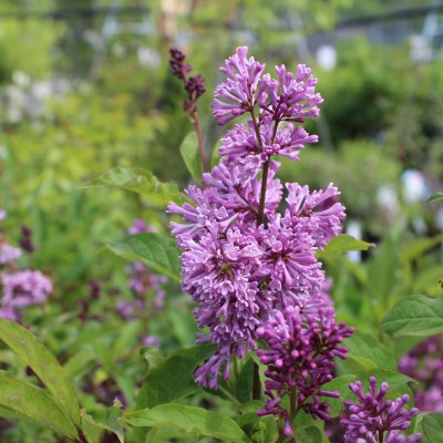 Syringa x prestoniae Royalty, Prestonsyrén