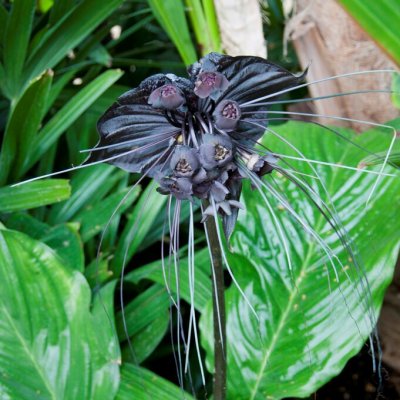 Tacca chantrieri 1st