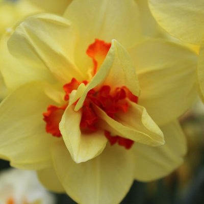 Narcissus inco. Tahiti