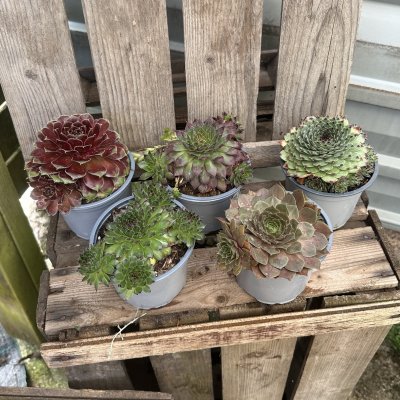 Sempervivum tectorum, Taklök