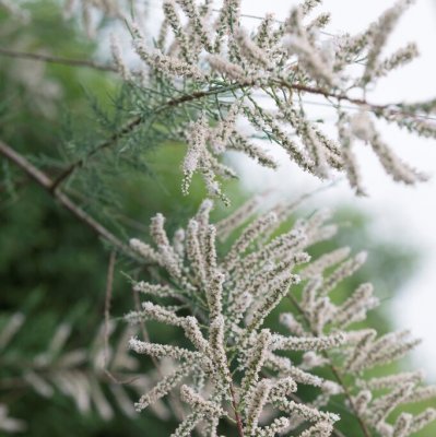 Tamarix ramosissima Hulsdonk White, Hösttamarisk