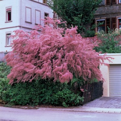 Tamarix tetrandra, Prakttamarisk