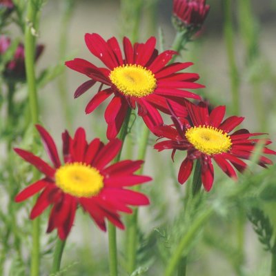 Tanacetum coccineum Robinson´s Red, Rosenkrage, P9cm