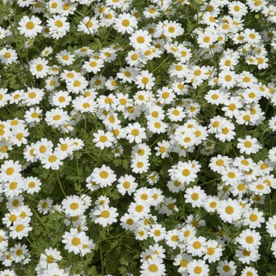 Tanacetum niveum Jackpot