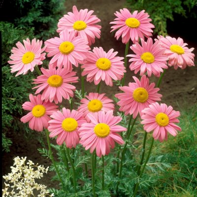 Tanacetum coccineum Robinson´s Rose, Rosenkrage