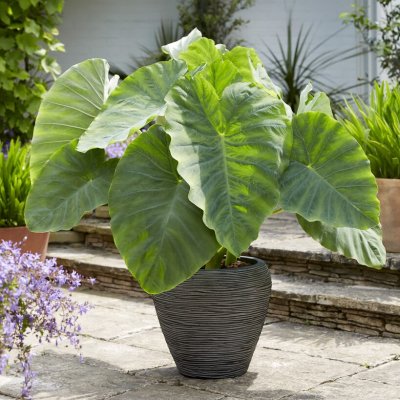 Taro Colocasia esculenta Coco 1st