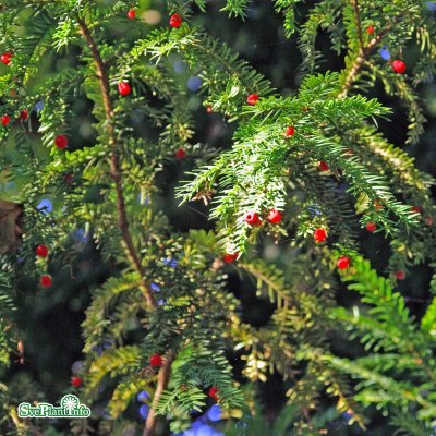 Taxus baccata, Idegran, 30-40 C5