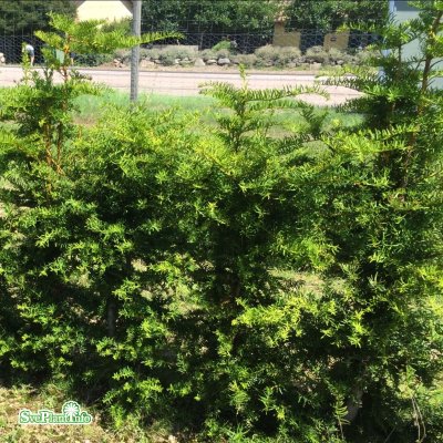 Taxus media Adams, Hybrididegran, 40-60 C4