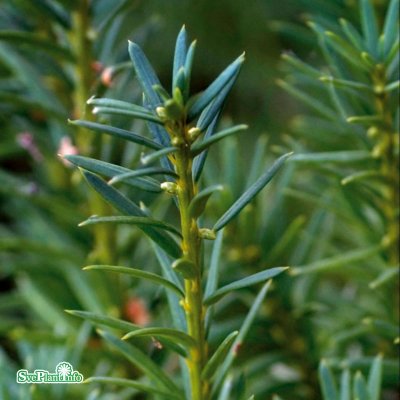 Taxus media Hicksii, Hybrididegran, 30-35 C2