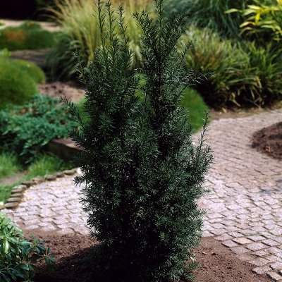 Taxus media Hicksii, Hybrididegran