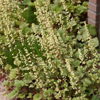 Tellima grandiflora Rubra, Anagrambräcka, P9cm