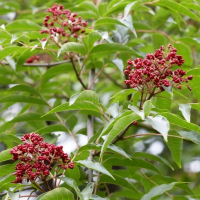 Tetradium daniellii Hupehensis (Euodia hupehensis), Falskt Korkträd (Koreanskt Biträd), C3