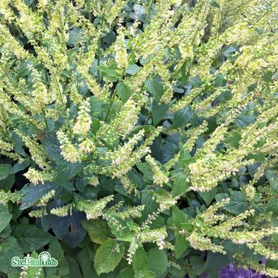 Teucrium chamaedrys, Gamander, P9cm