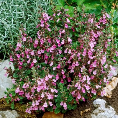 Teucrium chamaedrys Nanum, Gamander, P9cm