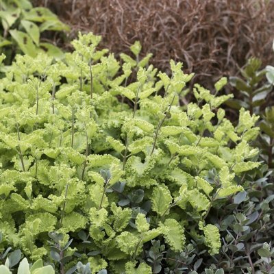 Teucrium scorodonia Crispum