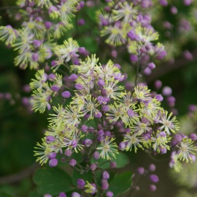 Thalictrum Anne