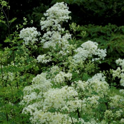 Thalictrum aquilegiifolium Nimbus ™ White (Tntnw), Aklejruta