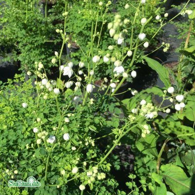 Thalictrum delavayi Splendide White ®, Violruta, SQ1