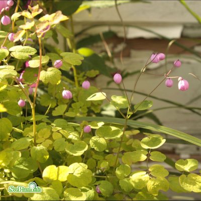 Thalictrum delavayi Splendide ®, Violruta, SQ1