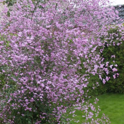 Thalictrum delavayi Splendide ®, Violruta, SQ1