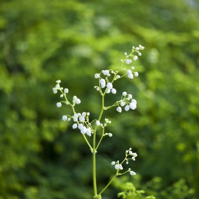 Thalictrum delavayi Splendide White ®, Violruta, SQ1