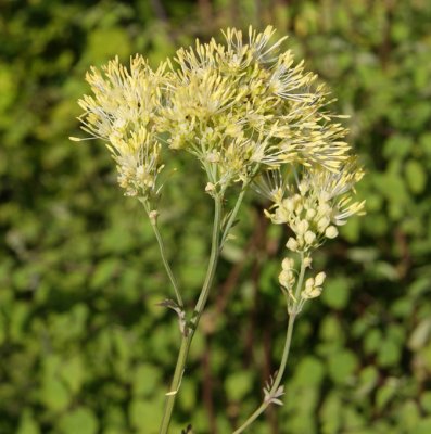 Thalictrum flavum subsp. Glaucum