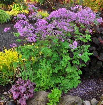 Thalictrum hybr. Black Stockings, Trädgårdsruta, SQ1