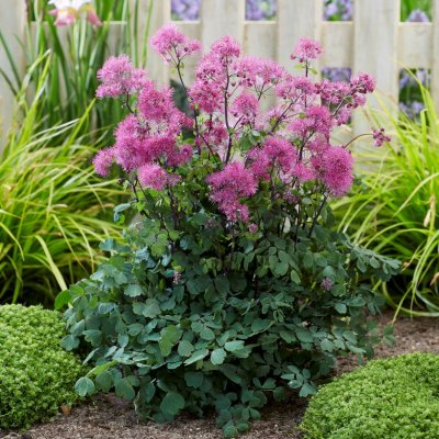 Thalictrum aquilegiifolium Little Pinkie, Aklejruta, P9cm