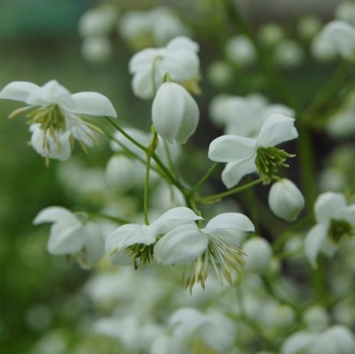 Thalictrum delavayi Splendide White ®, Violruta
