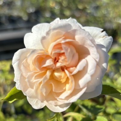 austin The Lady Gardener ®, Engelsk Buskros, C6