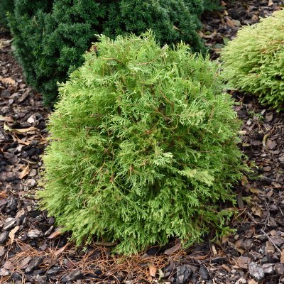 Thuja occidentalis Fire Chief (Congabe), Tuja, 20-25 C2