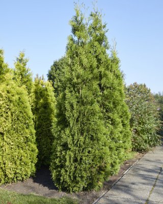 Thuja occidentalis King of Brabant ®, Tuja