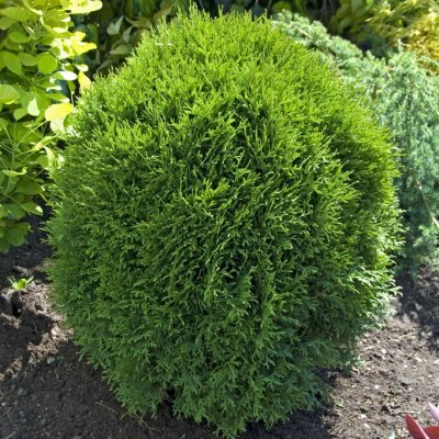 Thuja occidentalis Little Giant, Klottuja