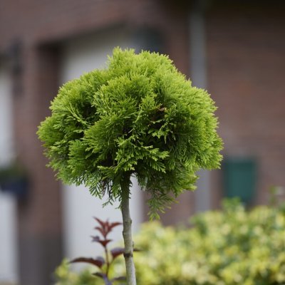 Thuja occidentalis Mirjam, Klottuja