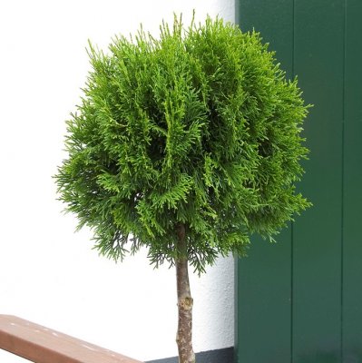 Thuja occidentalis Smaragd, Stamädeltuja, 60 stam C12